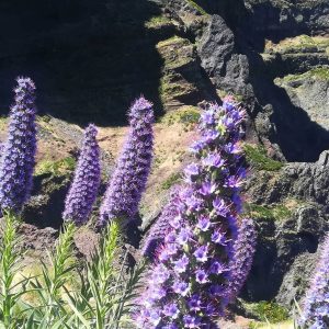 Flores & tradiciones