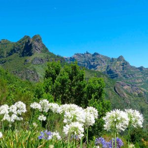 Entre Flores y Cráteres