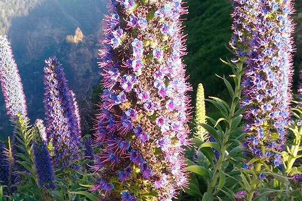 Orquídea de Madeira