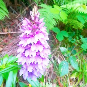 Orquídea de Madeira